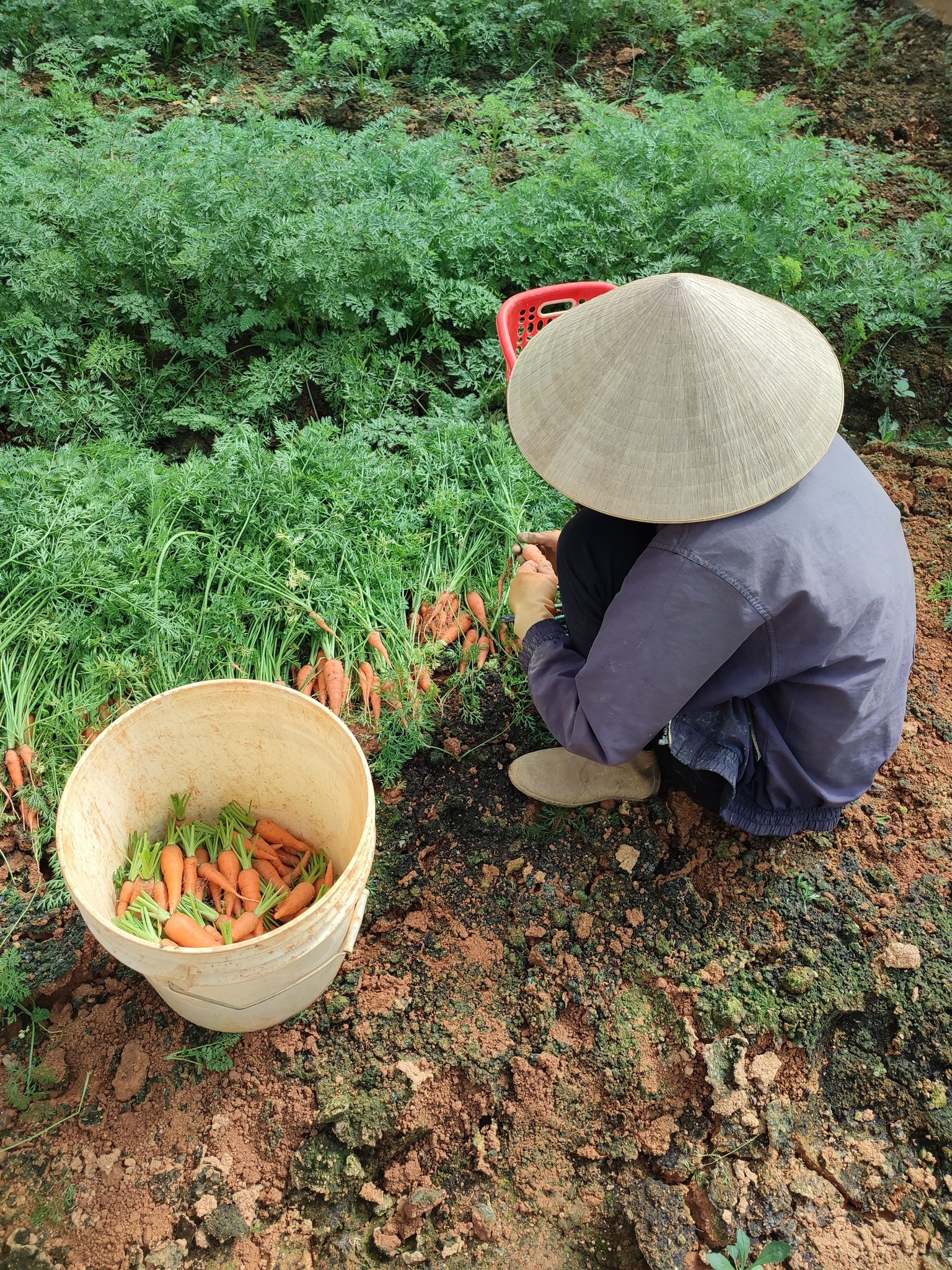 Hình ảnh trang trại Bích Phương Đà Lạt